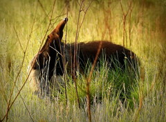 Myrmecophaga tridactyla
