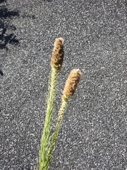 Liatris pycnostachya