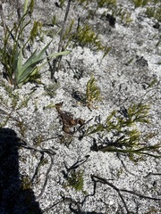 Opistophthalmus