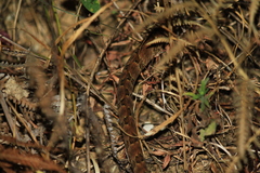 Protobothrops mucrosquamatus