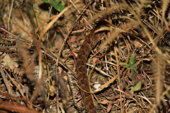 Protobothrops mucrosquamatus