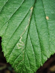 Stigmella aurella