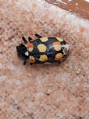 Eriopis connexa