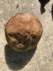 Xerocomus ferrugineus