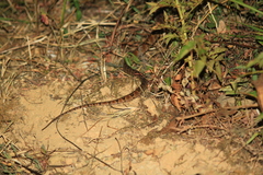 Protobothrops mucrosquamatus