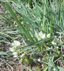 Ornithogalum montanum