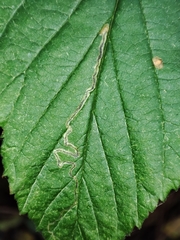 Stigmella aurella
