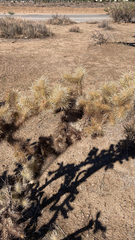 Cylindropuntia echinocarpa