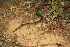 Protobothrops mucrosquamatus
