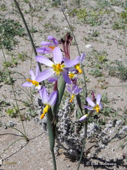 Olsynium scirpoideum