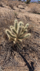 Cylindropuntia