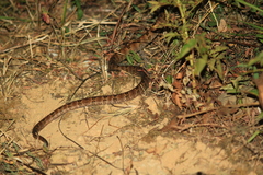 Protobothrops mucrosquamatus