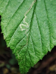 Stigmella aurella