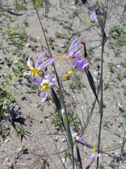 Olsynium scirpoideum