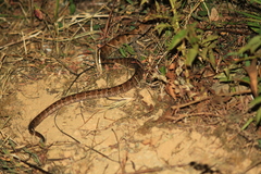 Protobothrops mucrosquamatus