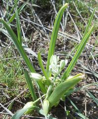 Ornithogalum montanum