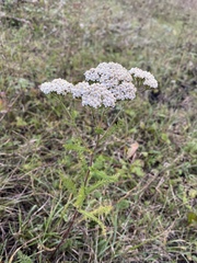 Achillea millefolium