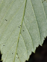 Stigmella aurella