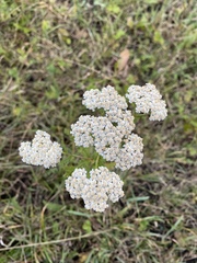 Achillea millefolium