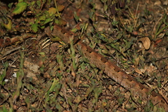 Protobothrops mucrosquamatus