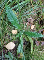 Cirsium rivulare