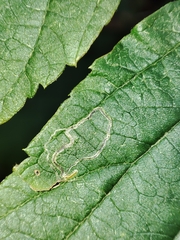 Stigmella aurella
