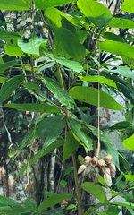 Merinthopodium neuranthum