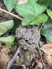 Callirhytis quercuscornigera