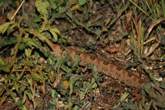 Protobothrops mucrosquamatus