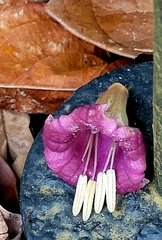 Merinthopodium neuranthum