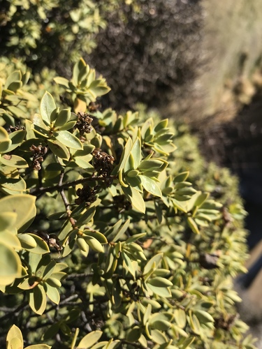Veronica glaucophylla, photograph 2