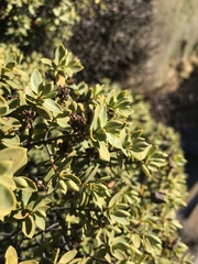 Veronica glaucophylla