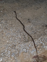 Protobothrops mucrosquamatus