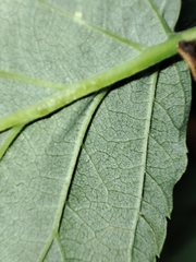 Stigmella aurella
