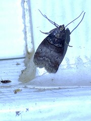 Pococera asperatella