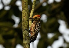 Leiopicus mahrattensis