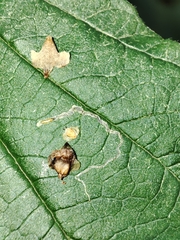 Stigmella aurella