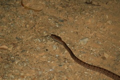 Protobothrops mucrosquamatus