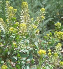 Lepidium perfoliatum