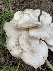 Bondarzewia berkeleyi