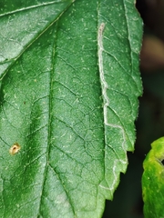 Stigmella aurella