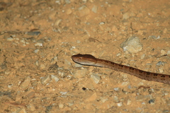 Protobothrops mucrosquamatus
