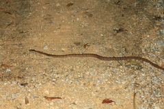Protobothrops mucrosquamatus