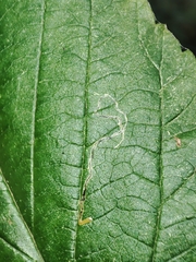 Stigmella aurella
