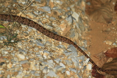 Protobothrops mucrosquamatus