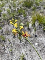 Tritoniopsis parviflora