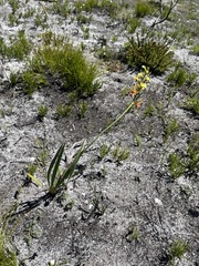 Tritoniopsis parviflora