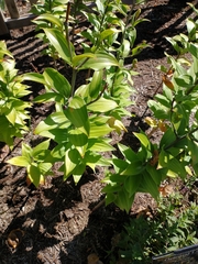 Lilium