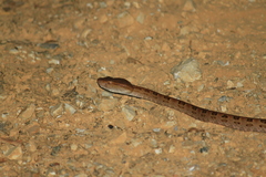 Protobothrops mucrosquamatus