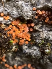 Hydropisphaera